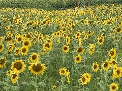 CNB Picnic; Lincoln Hill Farms; Canandaigua, NY; sun flowers
